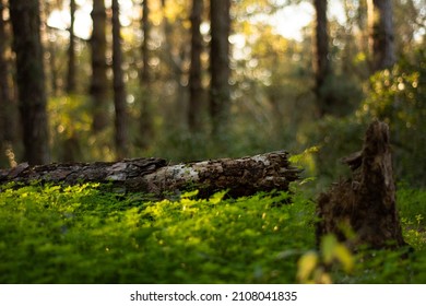 
Monsanto Natural Park In Lisbon During Winter