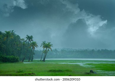 Monsoon hit Kerala - On a rainy day there are cocunt pam trees standing beside a paddy field,  Beautiful landscape photography in rany day, Monsoon photography in Kerala India - Shutterstock ID 2006209310