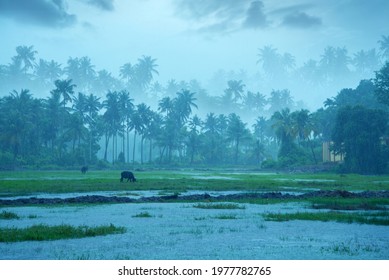 Monsoon rainfall hits Kerala, Beutiful nature photography, Rainfall, Monsoon season - Shutterstock ID 1977782765