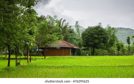 Monsoon scene from Indian Village. Paddy fields in the foreground