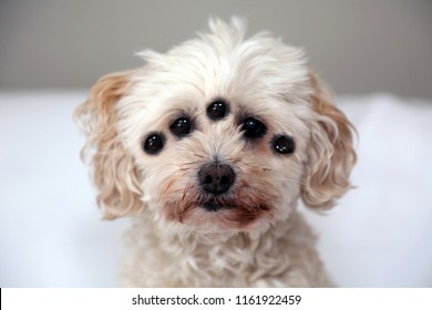 Monster Dog. Five Eyed Monster Dog. Mad Scientist Experiment Gone Wrong With A 5 Eyed Dog. Halloween Freak Show. 
