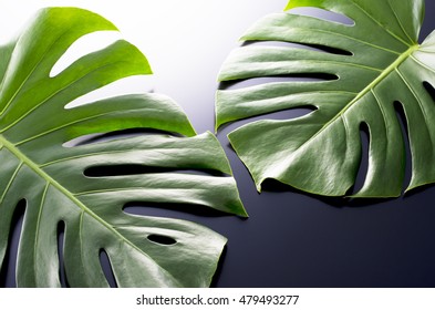 Monstera Plant Leaf Wall Art Stock Photo 1986211697 | Shutterstock