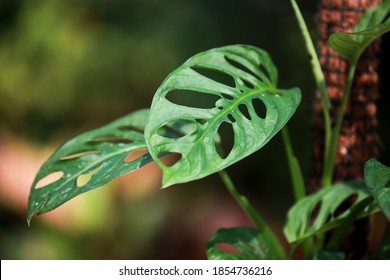 Monstera Acuminata High Res Stock Images Shutterstock