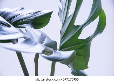 Monstera Adansonii