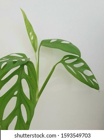 Monstera Adansonii Best House Plant