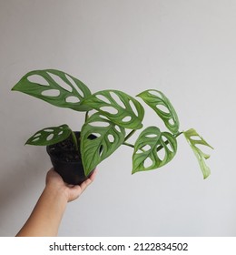 Monstera Adansonii On A Planter