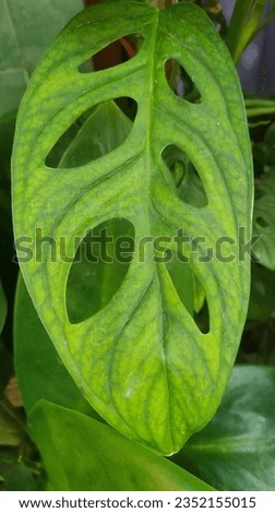 monstera adansonii other name in Indonesia is janda bolong about 2 or 3  years ago this plant going viral 
