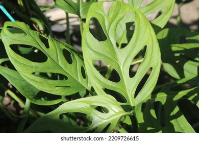 Monstera Adansonii In The Sun