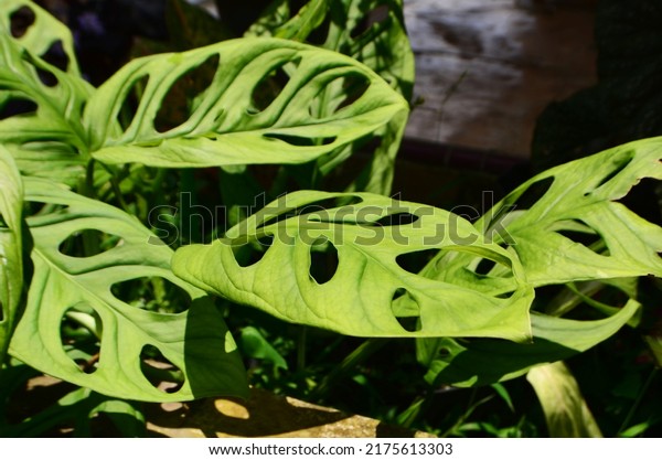 Monstera adansonii or swiss\
cheese plant is a vine and flowering plant in the family Araceae.\
This ornamental plant leaves several large and small holes in the\
middle.