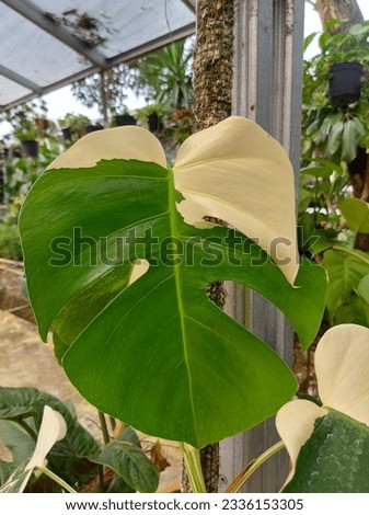 Monstera albo or Monstera Deliciosa Borsigiana Variegata. It is a type of variegated Monstera deliciosa known for its split leaves and striking marbled coloring