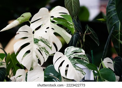 Monstera Albo variegated plant close up in the garden. 