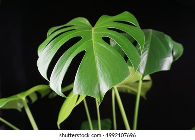 Monstera Black Background Stock Photo 1992107696 | Shutterstock