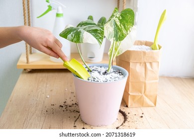 Monstera borsigiana albo variegated in a pink pot. Mixing perlite granules pellets with black gardening soil. Hand with a garden scoop while caring for a houseplant. Rare and expensive plant. - Powered by Shutterstock