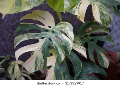 Monstera Borsigiana Aurea Variegated Leaf