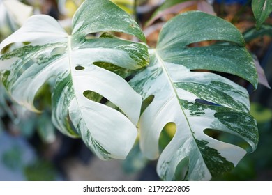 Monstera Borsigiana White Variegated Leaf