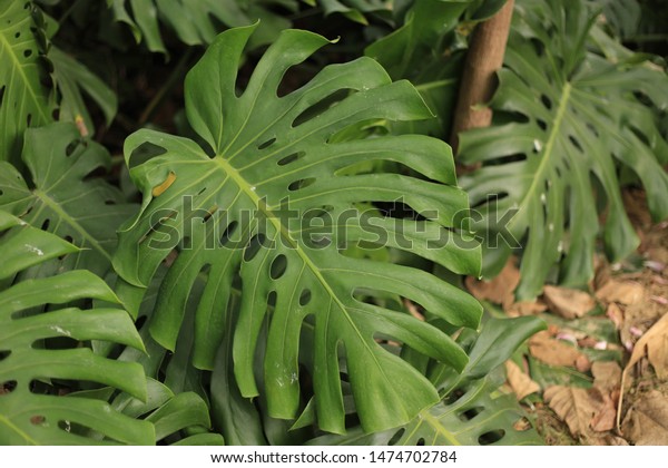 Monstera Deliciosa Fruit Salad Tree Swiss Nature Stock Image