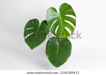 Monstera Deliciosa leaf close up with isolated white background. Juvenile plant. Monstera Borsigiana