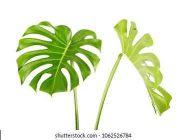 Monstera deliciosa leaf or Swiss cheese plant, Tropical foliage isolated on white background, with clipping path
