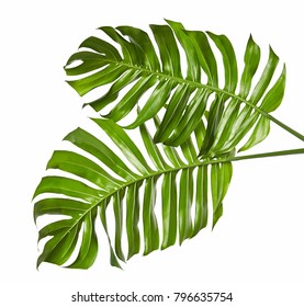 Monstera deliciosa leaf or Swiss cheese plant, isolated on white background, with clipping path - Shutterstock ID 796635754