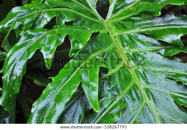 Monstera Deliciosa Leaf Wet Leaf Known Stock Photo Edit Now