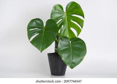 Monstera Deliciosa Plant In Black Plastic Pot With Isolated White Background