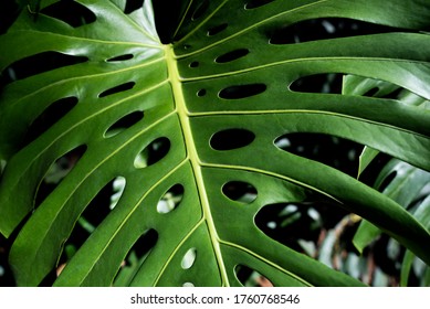 Monstera Deliciosa Plant Green Leaf
