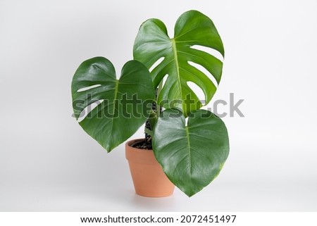 Monstera Deliciosa plant with terracotta pot on isolated white background