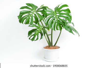 Monstera Deliciosa Plant In White Platic Pot With Isolated White Background