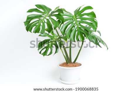 Monstera Deliciosa plant in white platic pot with isolated white background