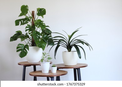 Monstera Deliciosa Or Swiss Cheese Plant, Clivia, Ficus  Potted In White Pots On A Wooden Tables With White Wall Background Copy Space. Day Light.