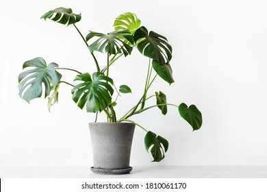 Plantes Vertes Images Photos Et Images Vectorielles De Stock Shutterstock