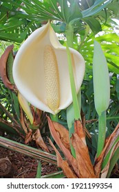 Monstera Deliciosa Or The Swiss Cheese Plant