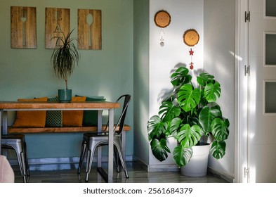 Monstera deliciosa, the Swiss cheese plant or split-leaf philodendron decorating a corner of the living room