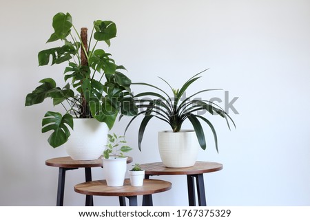 Monstera deliciosa or Swiss cheese plant, clivia, ficus  potted in white pots on a wooden tables with white wall background copy space. Day light.