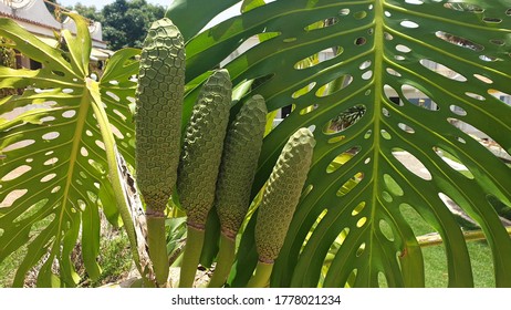 Monstera Deliciosa Or Swiss Cheese Plant,fruits, And Leaves 