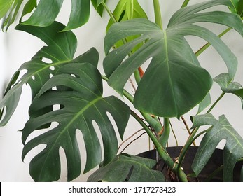 Monstera Deliciosa Tropical Leaf, Perfect For Home Interior Decorations. Isolated