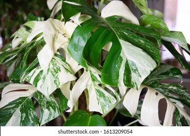 Monstera deliciosa variegata - tropical houseplant