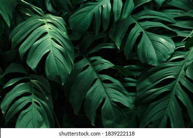 Monstera Delicosa Leaves Textured Background