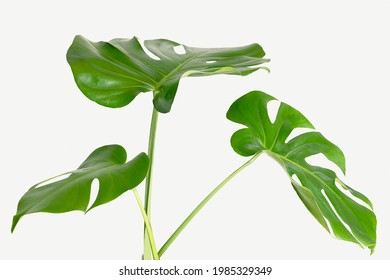 Monstera Delicosa Plant Leaf On A White Background Mockup