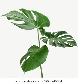 Monstera Delicosa Plant Leaf On A White Background Mockup