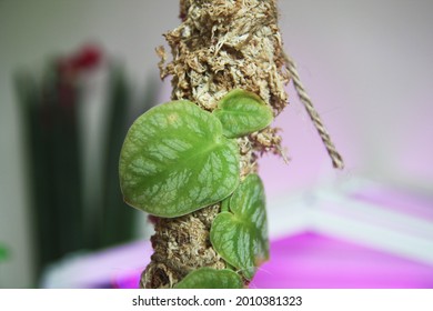 Monstera Dubia On A Moss Pole