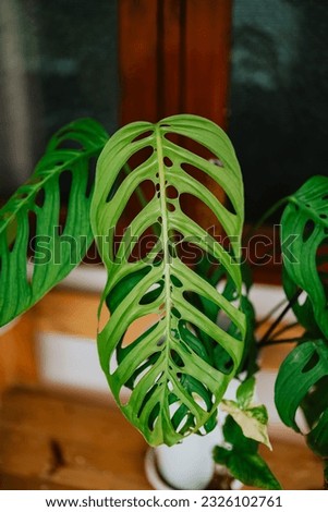 Monstera Esqueleto multiple large leaf 
