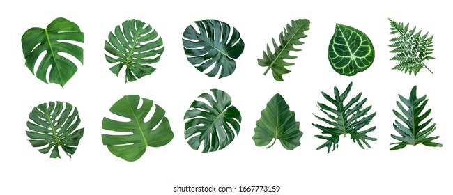 Monstera and Fern plant leaves, the tropical evergreen vine isolated on white background, - Powered by Shutterstock