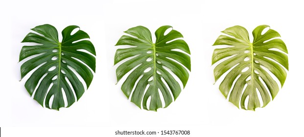 Monstera Green Leaf Isolated On White Background