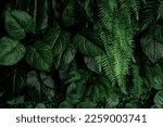 Monstera green leaves or Monstera Deliciosa in dark tones(Monstera, palm, rubber plant, pine, bird’s nest fern), background or green leafy tropical pine forest patterns for creative design elements. 