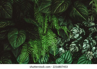 Ropical Leavesfern Leaves Green Foliage Jungle Stock Photo 1612150342 ...