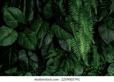 Monstera green leaves or Monstera Deliciosa in dark tones(Monstera, palm, rubber plant, pine, bird’s nest fern), background or green leafy tropical pine forest patterns for creative design elements. 