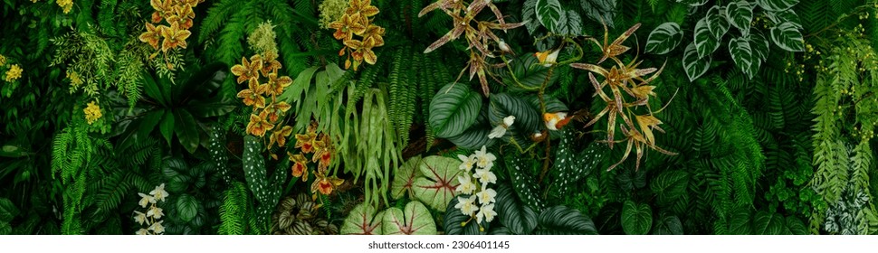 Monstera green leaves or Monstera Deliciosa in dark tones(Monstera, palm, rubber plant, pine, bird’s nest fern), background or green leafy tropical pine forest patterns for creative design elements. 