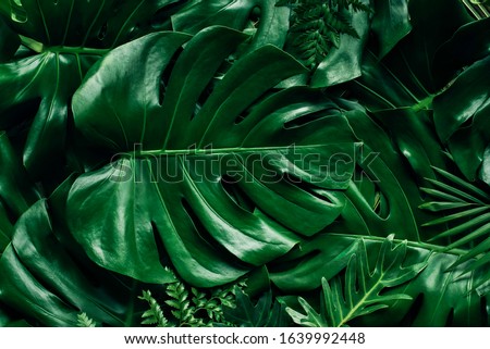 Monstera green leaves or Monstera Deliciosa in dark tones, background or green leafy tropical pine forest patterns for creative design elements. Philodendron monstera textures