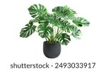 monstera jungle plant in a pot